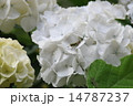 アジサイとバッタ 14787237
