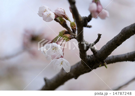 桜 14787248