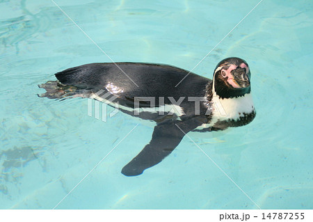 泳ぐペンギン　おたる水族館 14787255