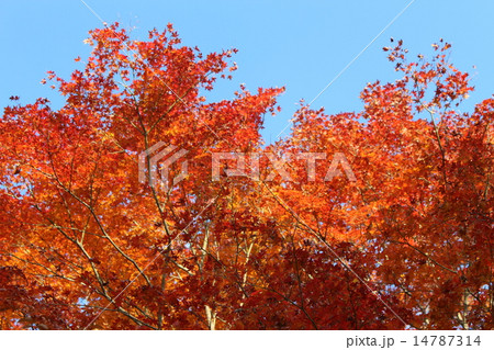 紅葉 14787314