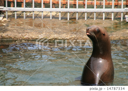 とど おたる水族館 とど おたる水族館 14787334