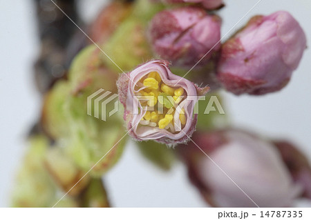 桜の花芽の断面写真 14787335