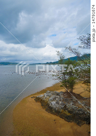 沖縄県　石垣島　名蔵川 14791674