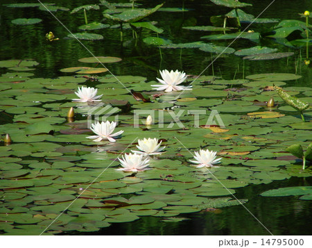 スイレン 14795000