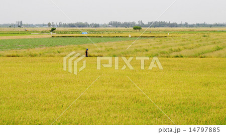 Asian man passing the rice field in Dong Thap Asian man passing the rice field in Dong Thap 14797885