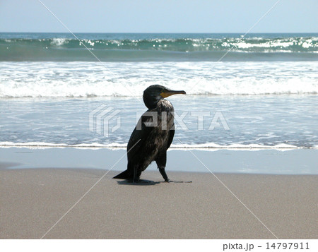 海を見つめるウミウ 14797911