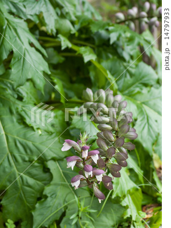 アカンサス アカンサス 14797933