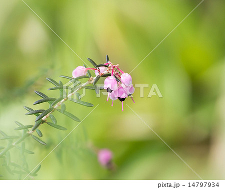 蛇の目エリカ 蛇の目エリカ 14797934