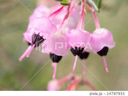 蛇の目エリカ 蛇の目エリカ 14797935