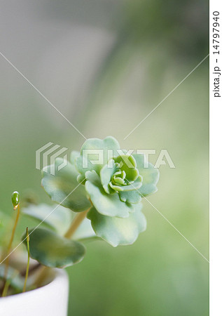 斑入りミセバヤ 14797940