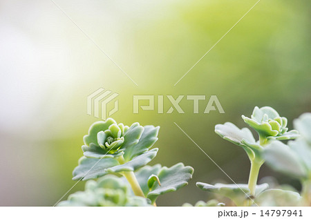 斑入りミセバヤ 14797941