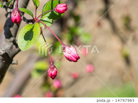 花海棠（ハナカイドウ）のつぼみの写真素材 [14797965] - PIXTA