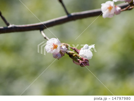 咲きかけの桜の花 咲きかけの桜の花 14797980