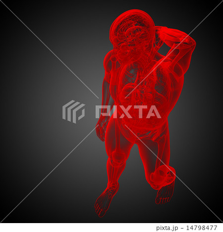 3d render illustration of the human anatomy 3d render illustration of the human anatomy 14798477