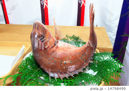 鯛 鯛 14798490
