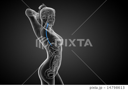 3d rendered illustration of the esophagus 14798613