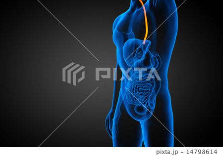 3d rendered illustration of the esophagus 14798614