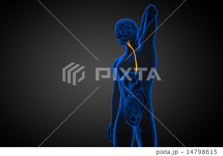 3d rendered illustration of the esophagus 3d rendered illustration of the esophagus 14798615
