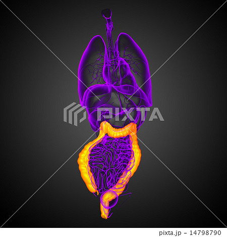 Human digestive system large intestine 14798790