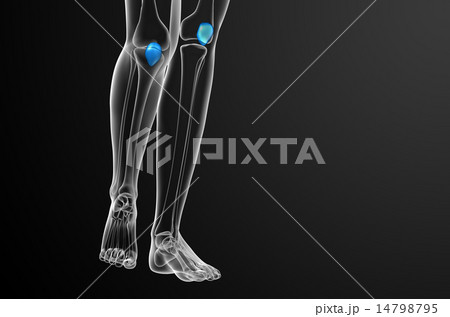 3d render medical illustration of the patella bone 14798795