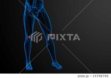 3d render medical illustration of the patella bone 14798799