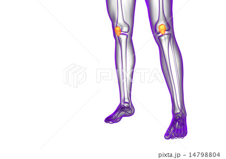 3d render medical illustration of the patella bone 14798804
