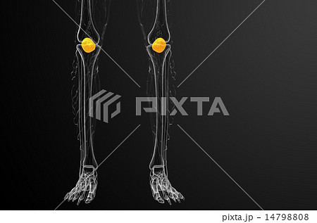 3d render medical illustration of the patella bone 14798808