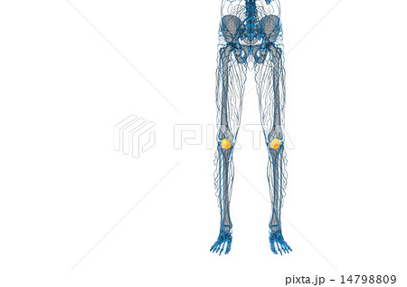 3d render medical illustration of the patella bone 14798809