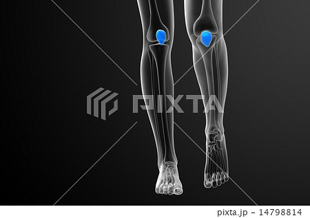 3d render medical illustration of the patella bone 3d render medical illustration of the patella bone 14798814