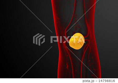 3d render medical illustration of the patella bone 14798816