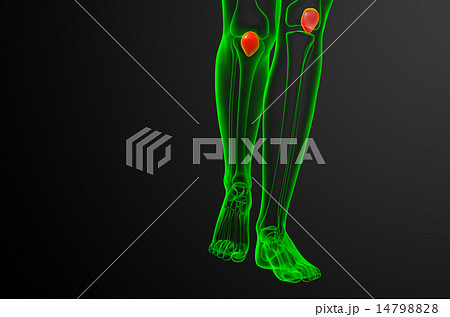3d render medical illustration of the patella bone 14798828