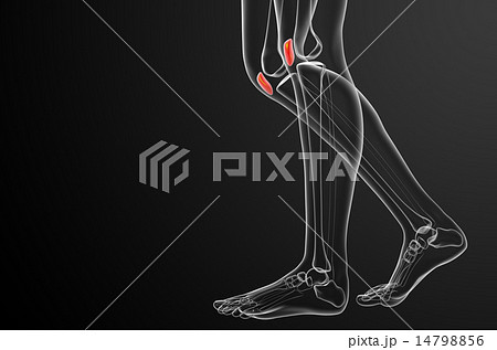 3d render medical illustration of the patella bone 14798856
