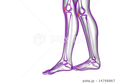 3d render medical illustration of the patella bone 3d render medical illustration of the patella bone 14798867