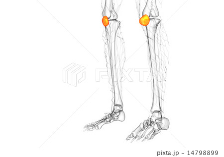 3d render medical illustration of the patella bone 14798899