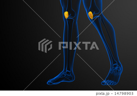 3d render medical illustration of the patella bone 3d render medical illustration of the patella bone 14798903