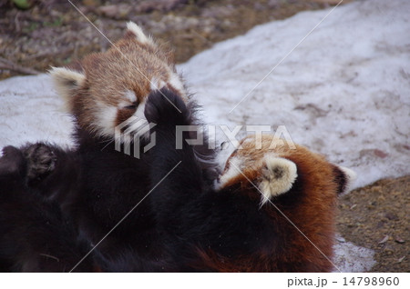 なんでやねんっ！！漫才中？のレッサーパンダ 14798960
