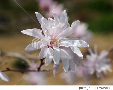 シデコブシの花 シデコブシの花 14798961
