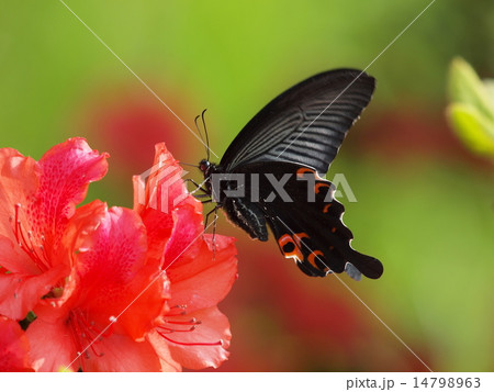 ツツジで吸蜜するクロアゲハ 14798963