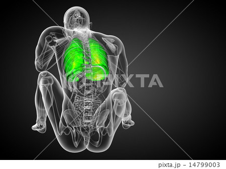 3d render illustration of the respiratory system 14799003