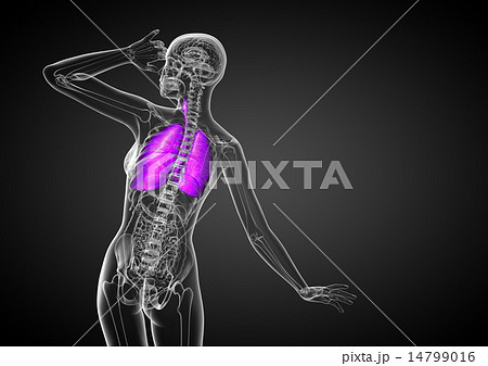 3d render illustration of the respiratory system 14799016