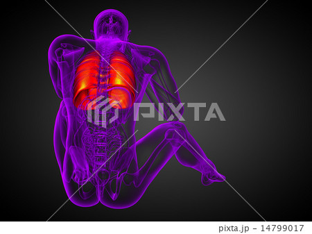 3d render illustration of the respiratory system 14799017