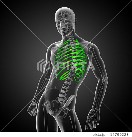 3d render medical illustration of the ribcage 14799223