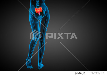 3d render medical illustration of the sacrum bone 3d render medical illustration of the sacrum bone 14799293