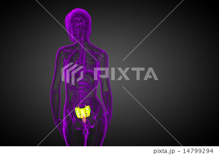 3d render medical illustration of the sacrum bone 3d render medical illustration of the sacrum bone 14799294