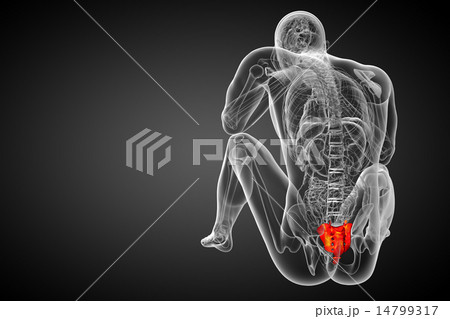 3d render medical illustration of the sacrum bone 14799317