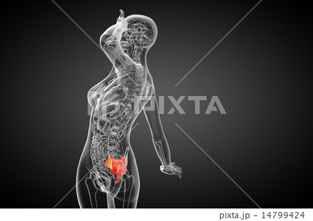3d render medical illustration of the sacrum bone 14799424