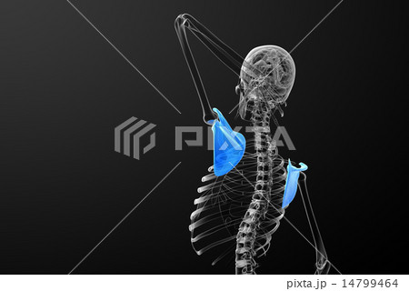 3d render medical illustration of the scapula bone 14799464