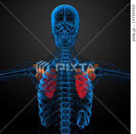 3d render medical illustration of the scapula bone 14799569