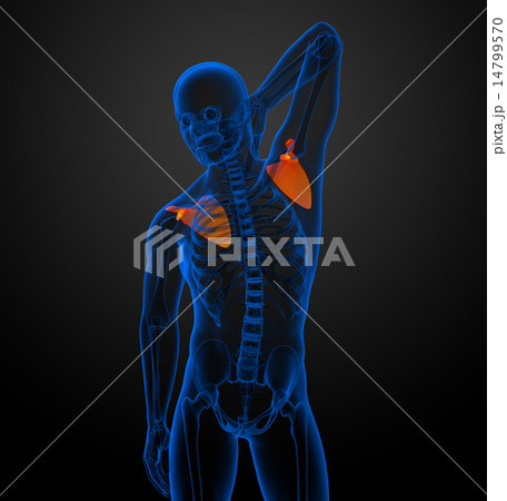 3d render medical illustration of the scapula bone 14799570