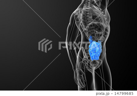 3d rendered illustration of the small intestine 14799685